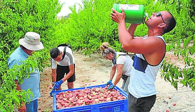 El campo adelanta los horarios de trabajo para eludir el bochorno