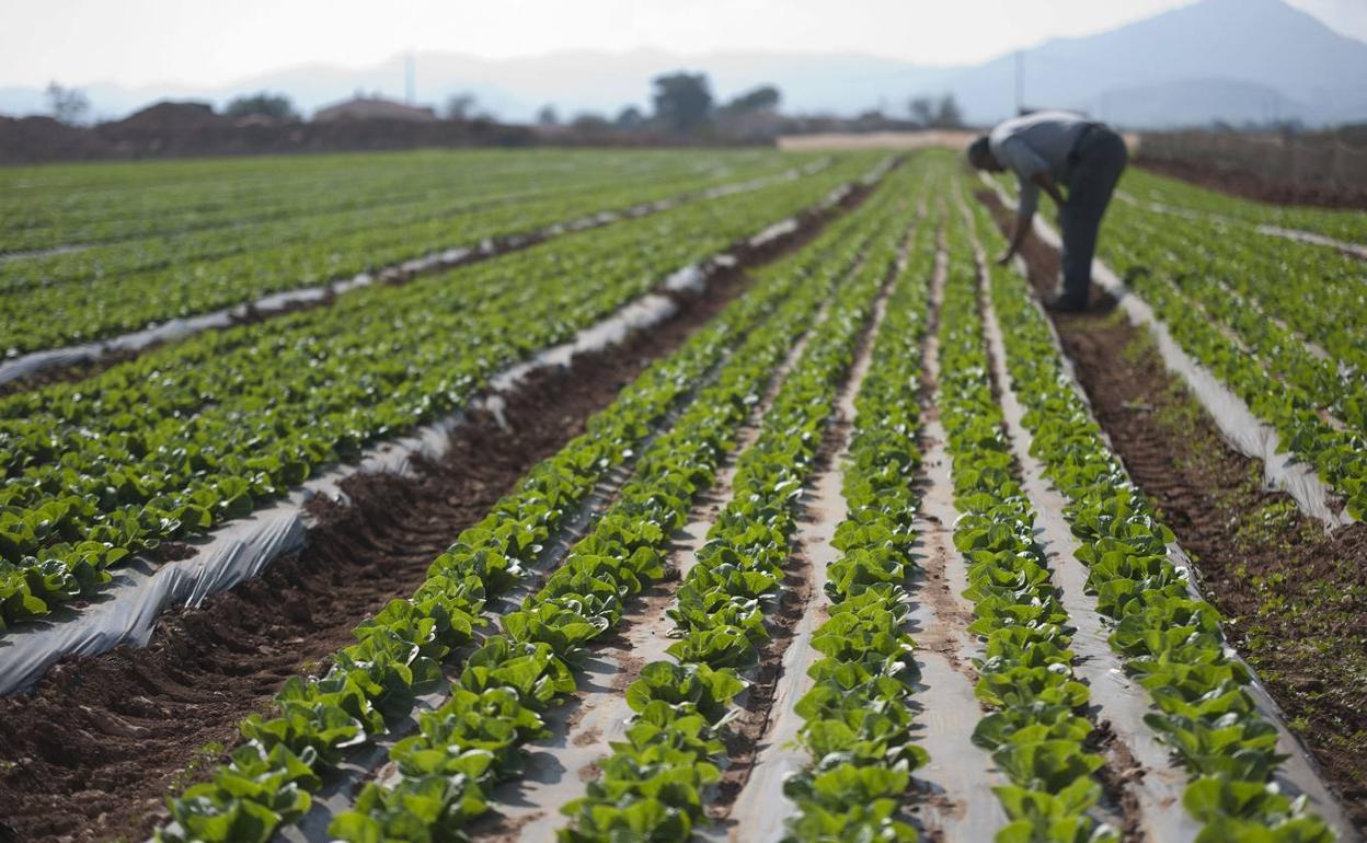 Un agricultor observa sus lechugas en una imagen de archivo. 