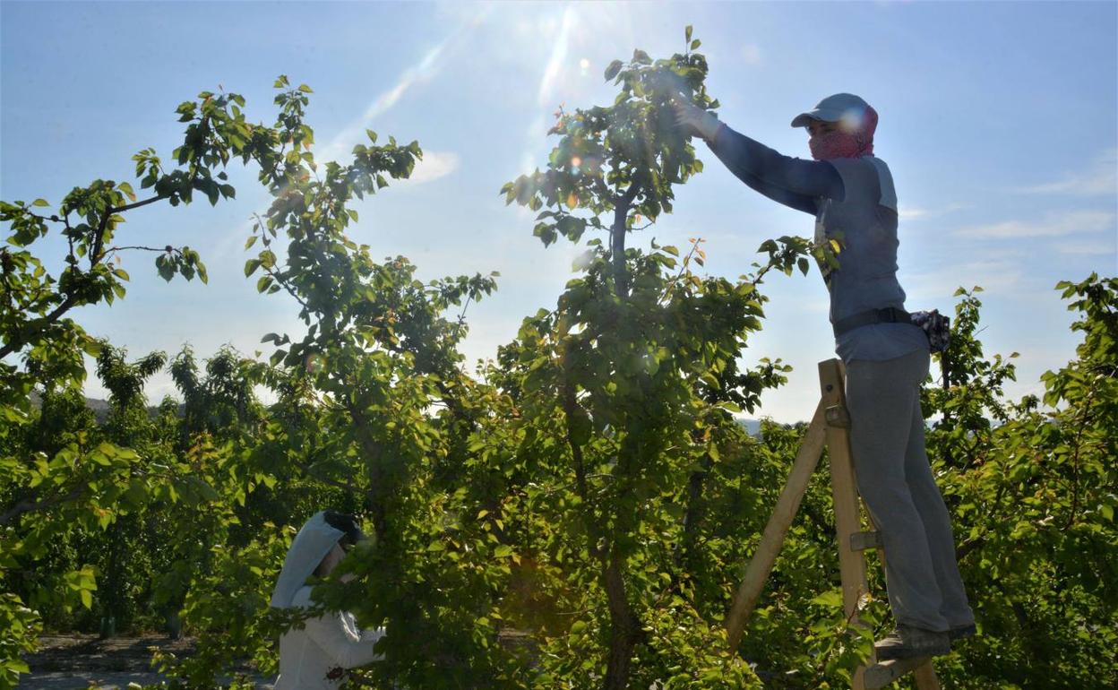 Trabajadores realizan labores de clareo de la fruta en una finca de la Región en una imagen de archivo. 