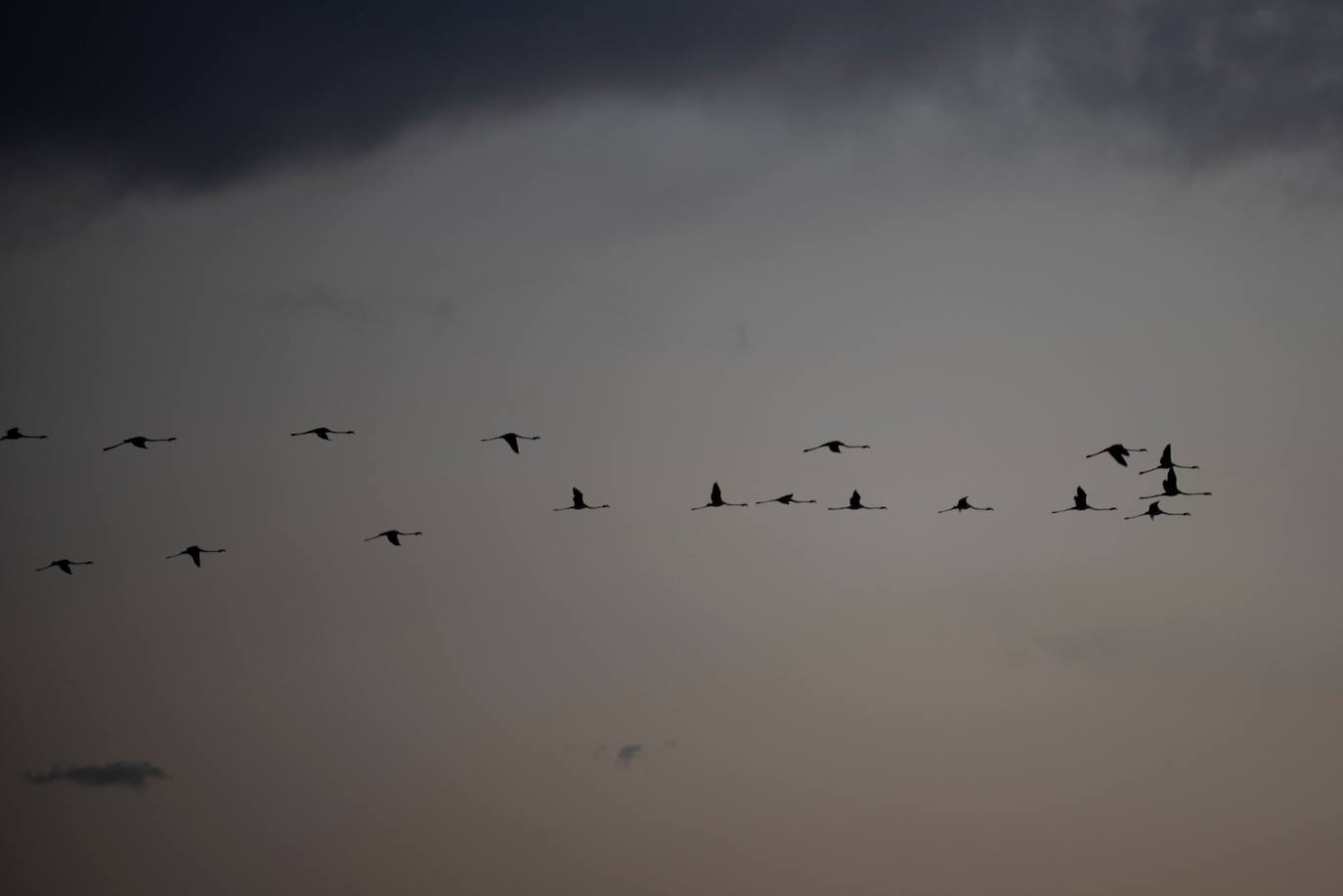 Fotos: Aumenta la familia flamenca andaluza