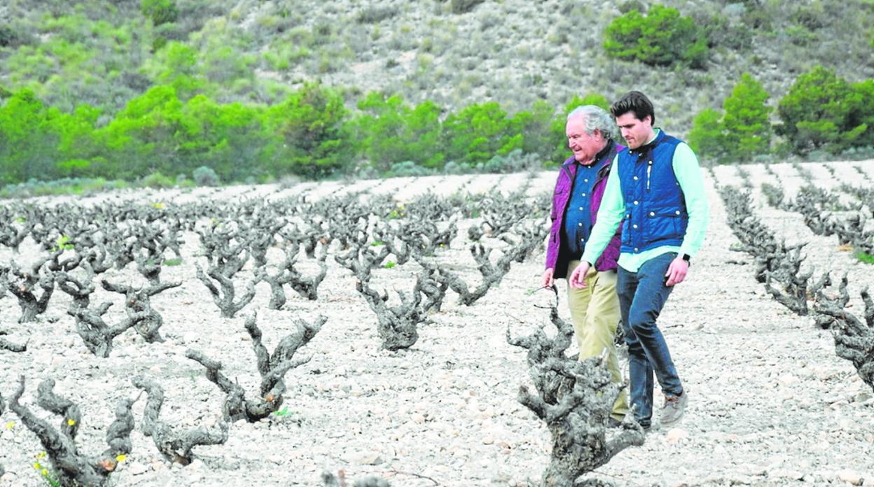 Andrés Bastida y su padre, Juan Bastida, pasean por los viñedos. 