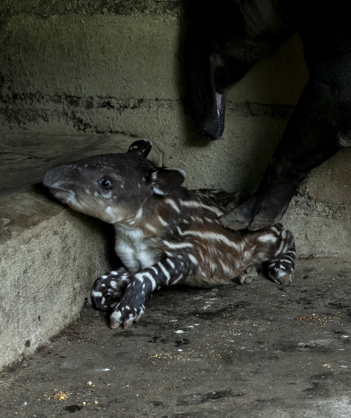 Fotos: Una pareja de tapires llega al mundo