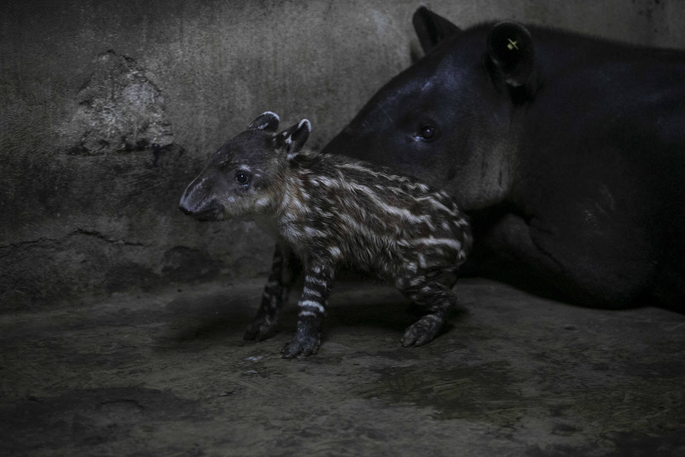 Fotos: Una pareja de tapires llega al mundo