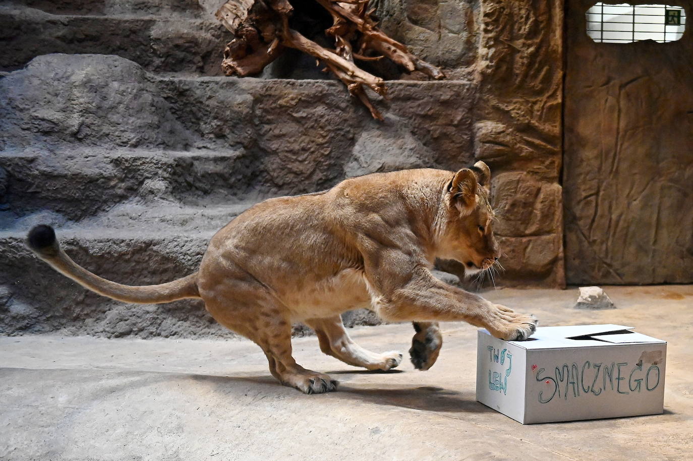 Fotos: Homenaje a los leones | La Verdad