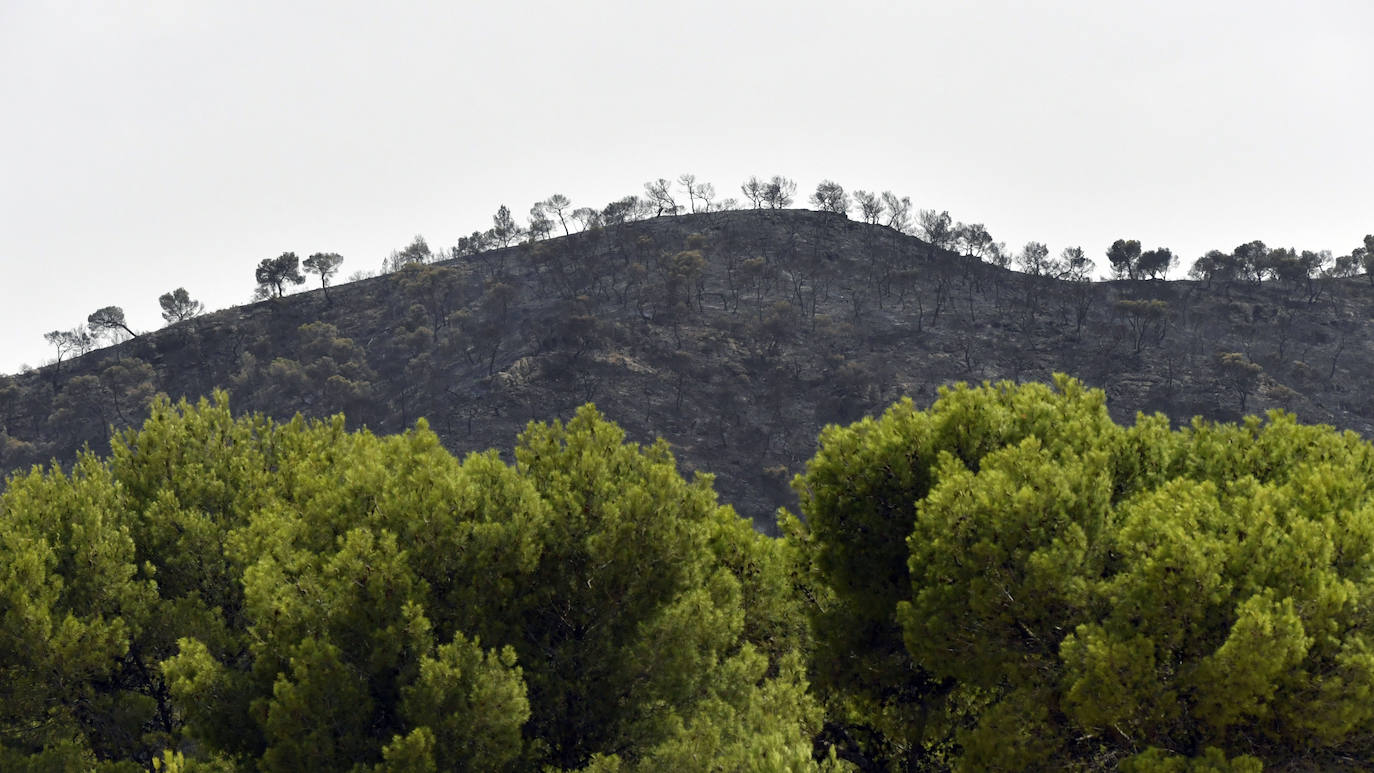 Fotos: Incendio en el paraje de la Patoja