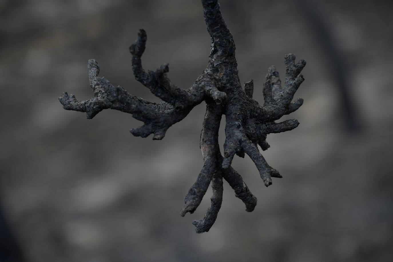 Fotos: Las huellas de la batalla contra el fuego en La Patoja
