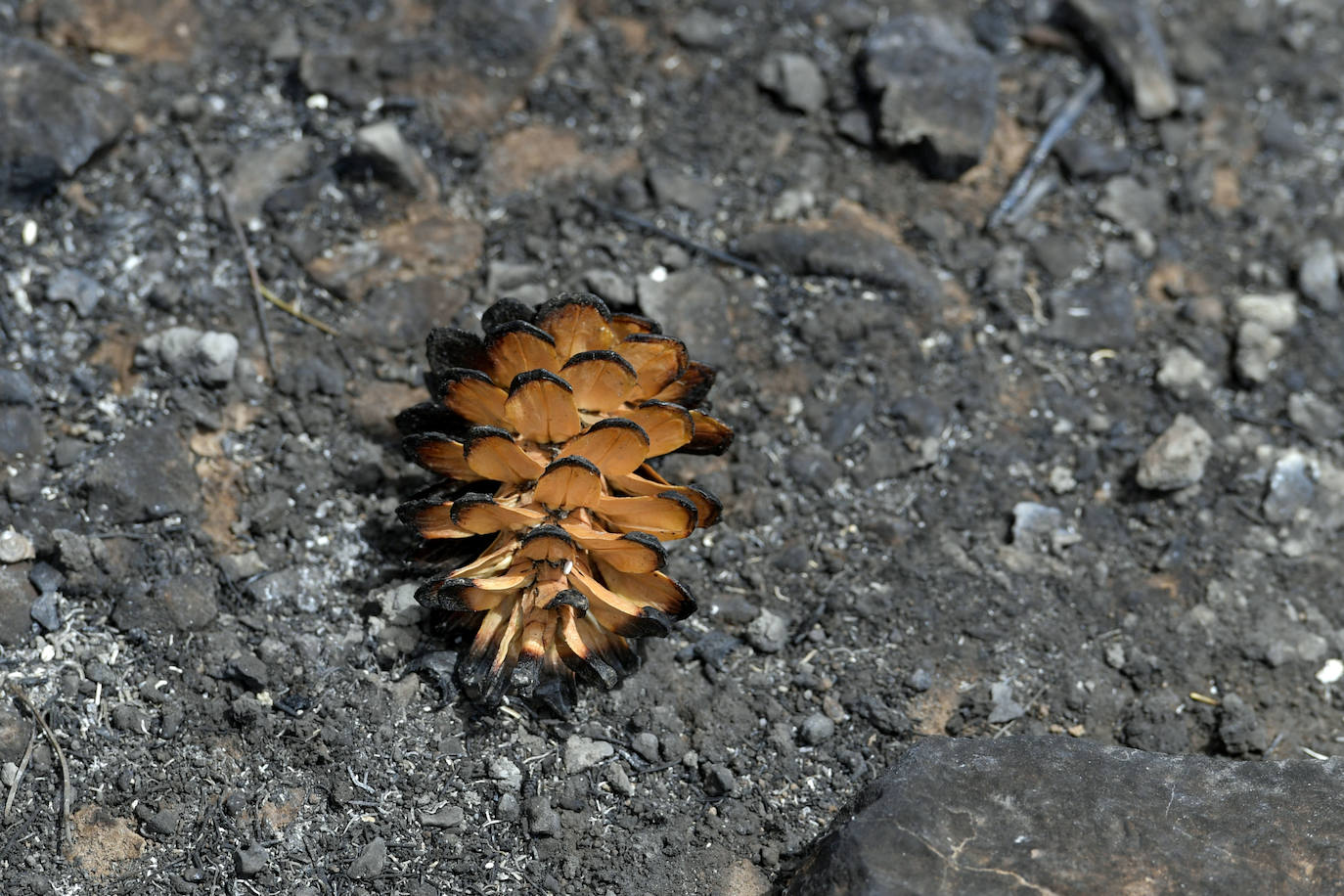 Fotos: Las huellas de la batalla contra el fuego en La Patoja