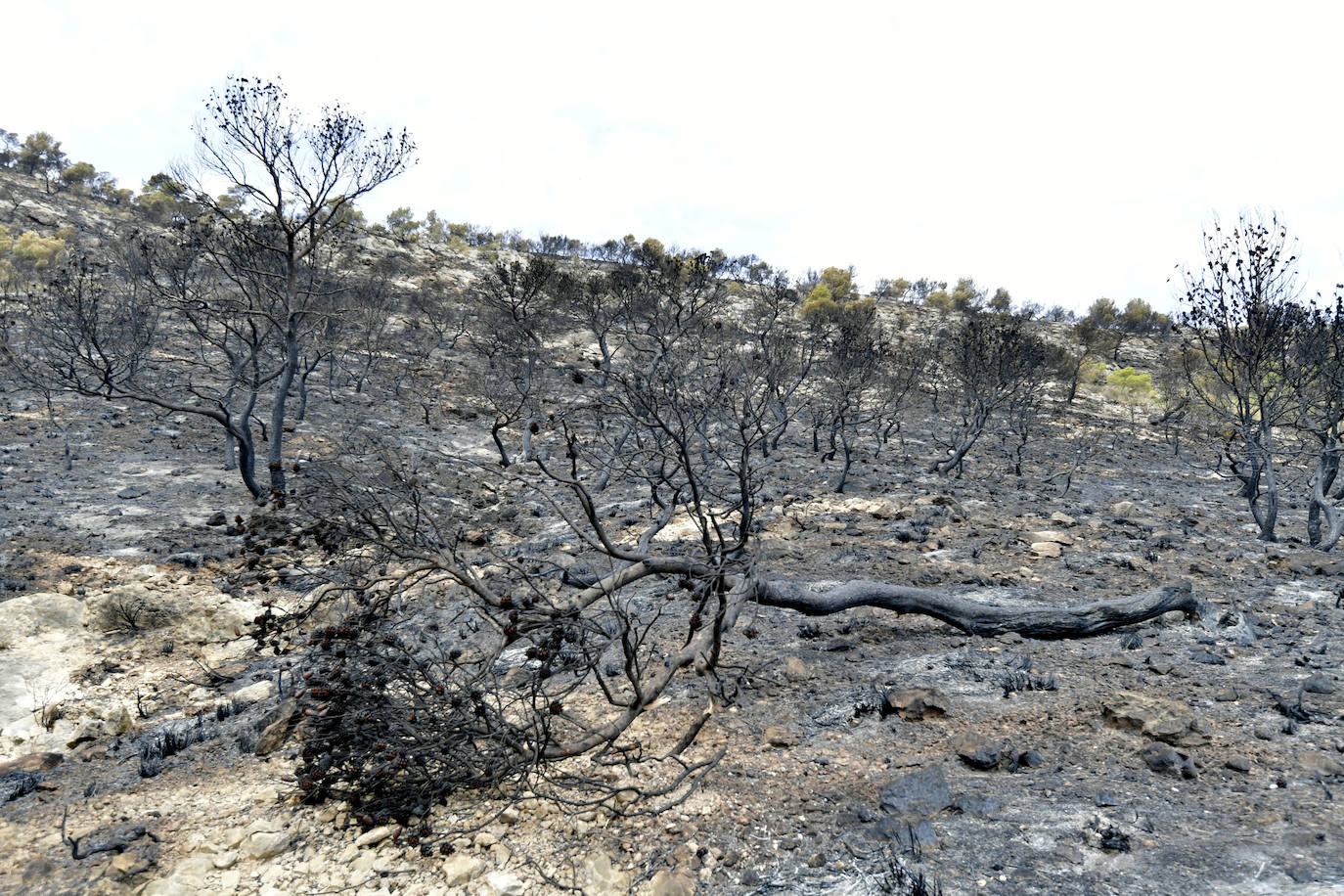 Fotos: Las huellas de la batalla contra el fuego en La Patoja