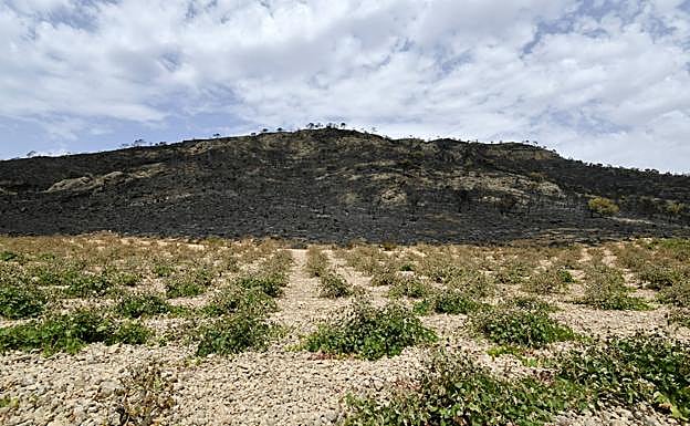 Imagen del monte calcinado en Jumilla. 