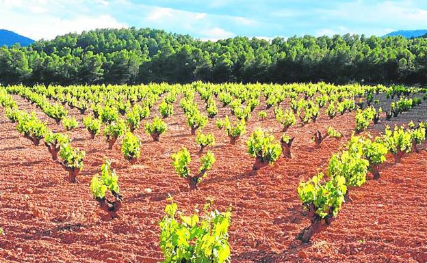 Viñedo de Bodegas Rosario, en Bullas. 