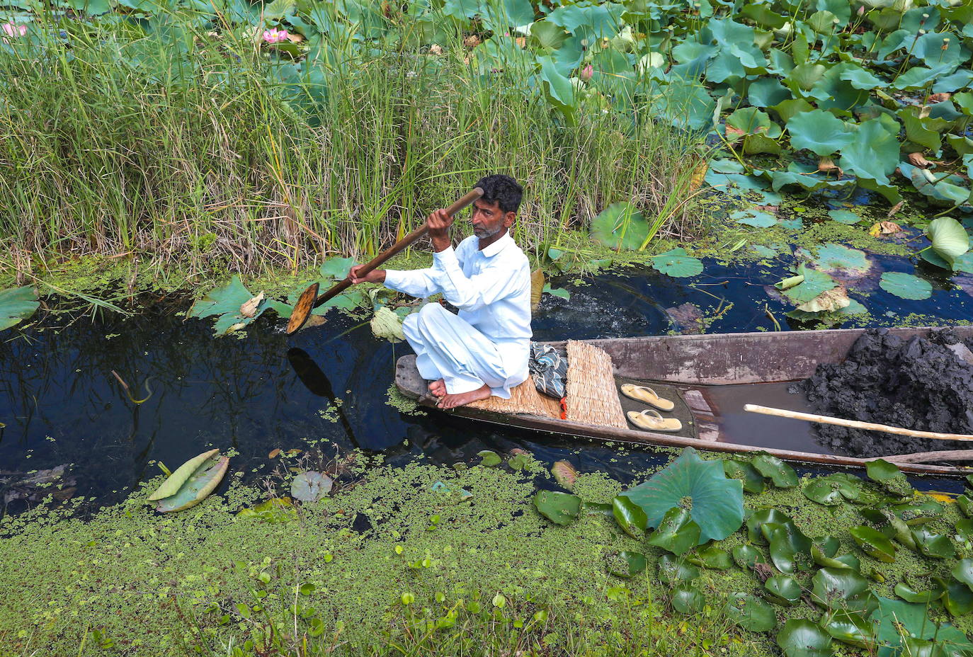 Fotos: Flores de loto en la Cachemira india