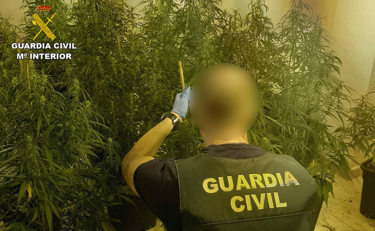 Un agente de la Guardia Civil en el interior del invernadero desamantelado.