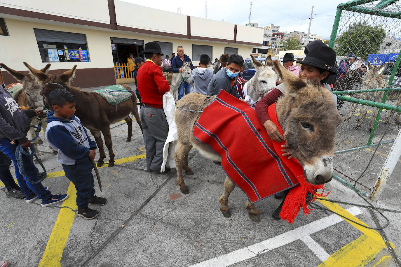 Fotos: Carrera de burros