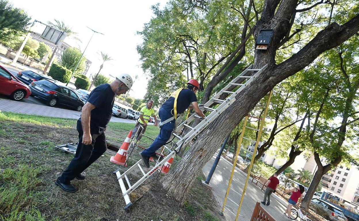 Dos técnicos de la Concejalía de Salud, durante la revisión de las cajas para murciélagos. 