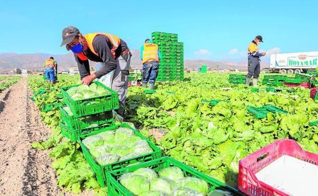 Estas son las prestaciones y subsidios que pueden cobrar los trabajadores del campo