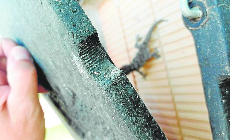 Una salamanquesa ocupa el nido para los quirópteros. 