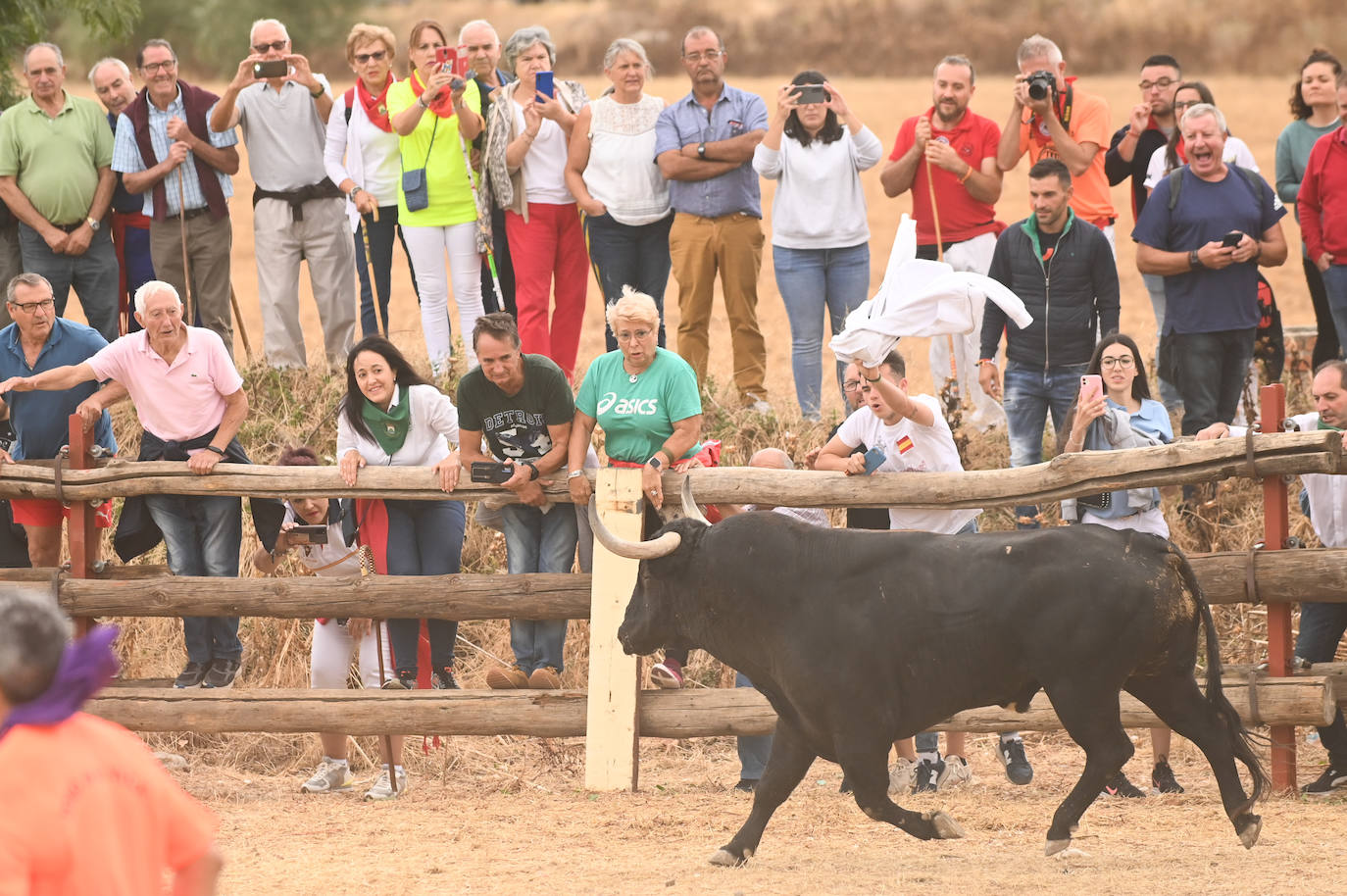 Fotos: El encierro del Toro de la Vega, en imágenes