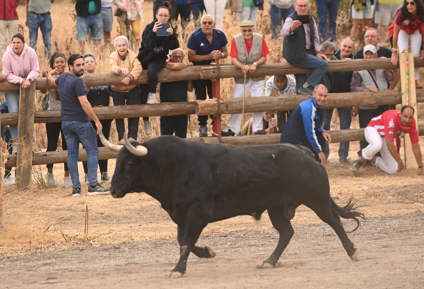 Fotos: El encierro del Toro de la Vega, en imágenes