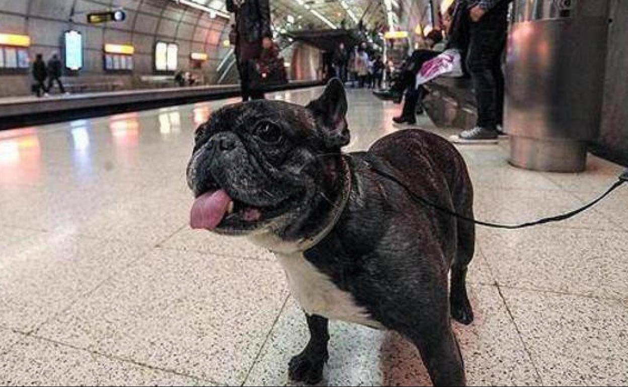 os perros de este tamaño ya pueden viajar en los trenes de Renfe