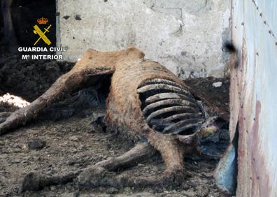 Imagen secundaria 1 - La Guardia Civil descubre una &#039;finca del horror&#039; en Murcia donde vivían caballos y burros con animales muertos