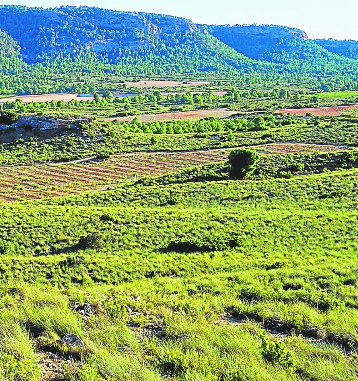 Paisaje verde del norte de la Región. 