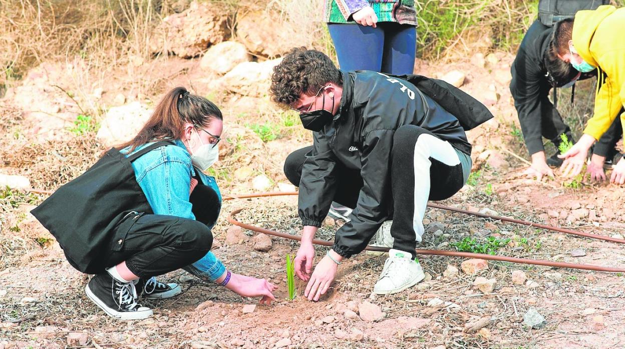 Estudiantes de la UMU reforestando dentro de una acción incluida en su programa ODSesiones. 