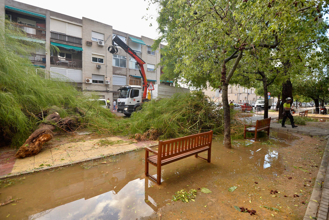 Las lluvias provocan numerosas caídas de ramas en el barrio de San Basilio. 