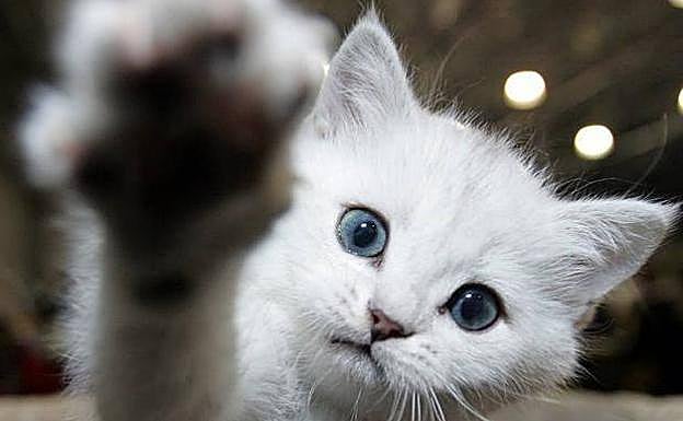 Cómo cepillar el pelo de tu gato y cada cuánto tiempo hacerlo