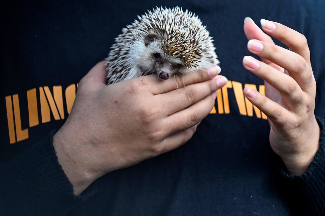 Fotos: Día Mundial del Animal en Indonesia