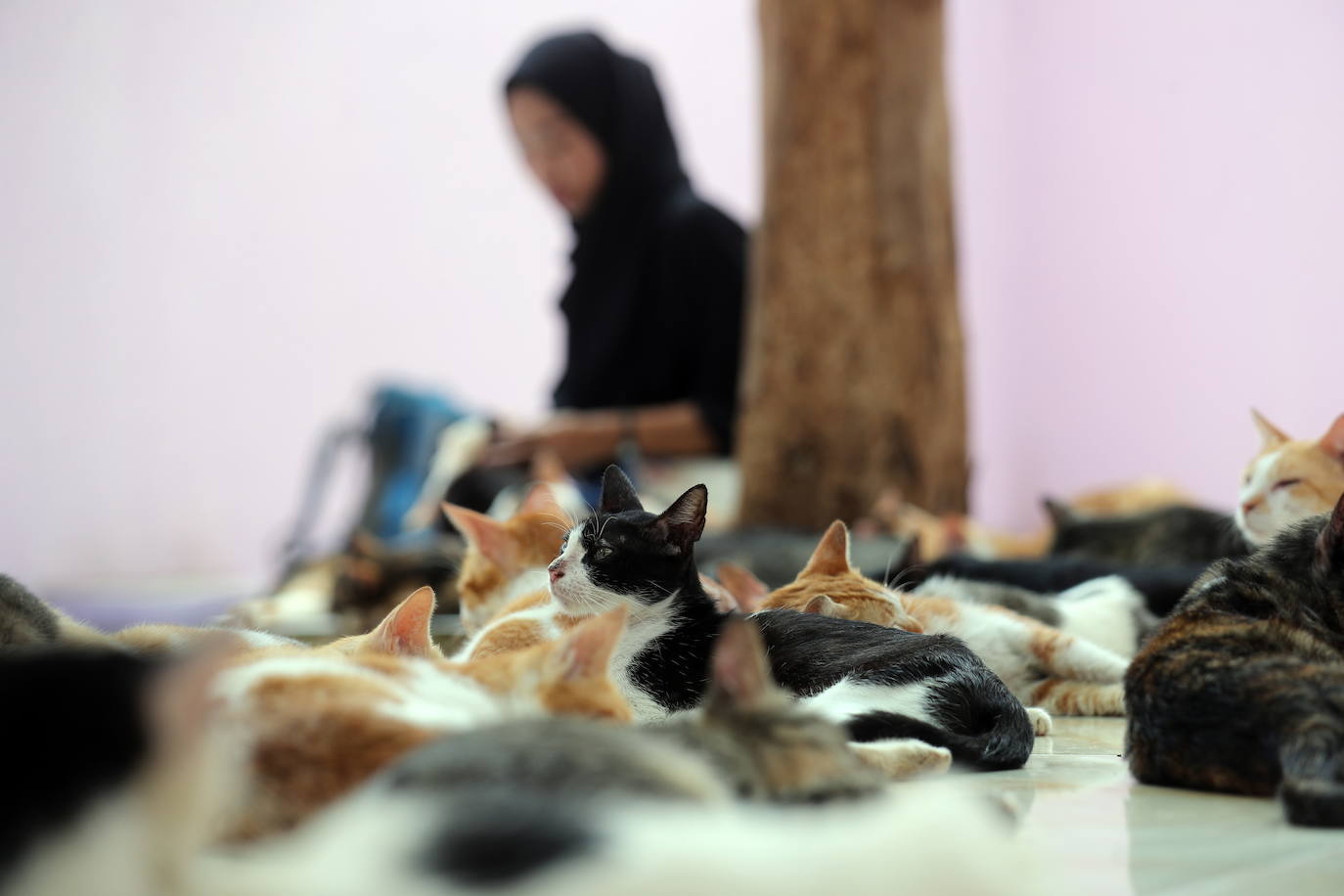 Fotos: Día Mundial del Animal en Indonesia