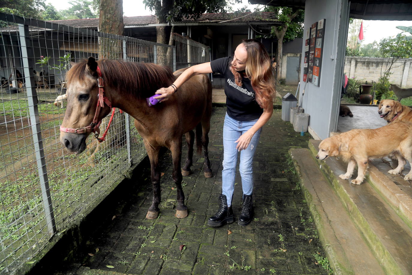 Fotos: Día Mundial del Animal en Indonesia