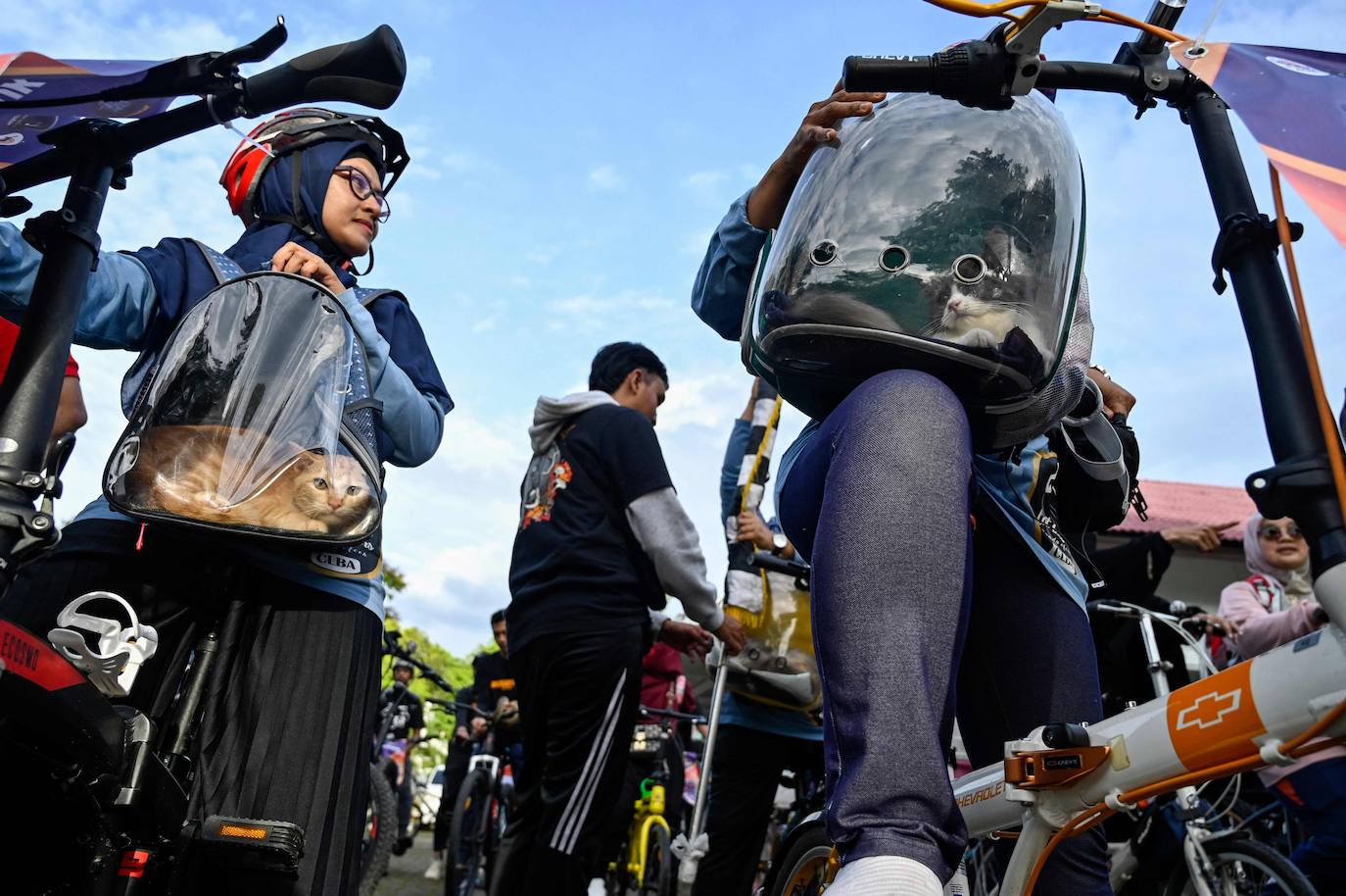 Fotos: Día Mundial del Animal en Indonesia