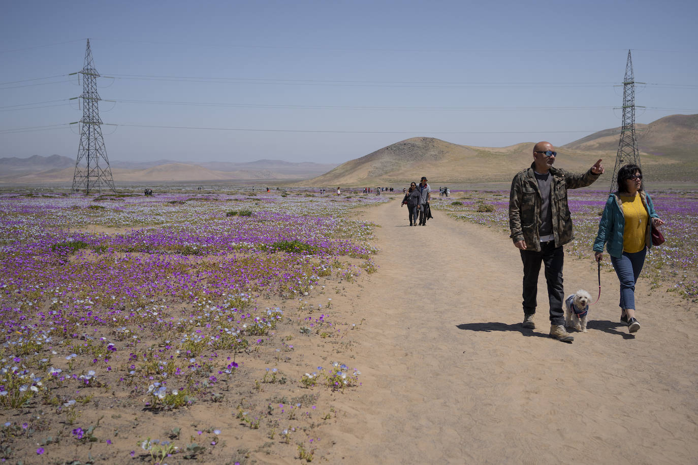 Fotos: Flores en el desierto