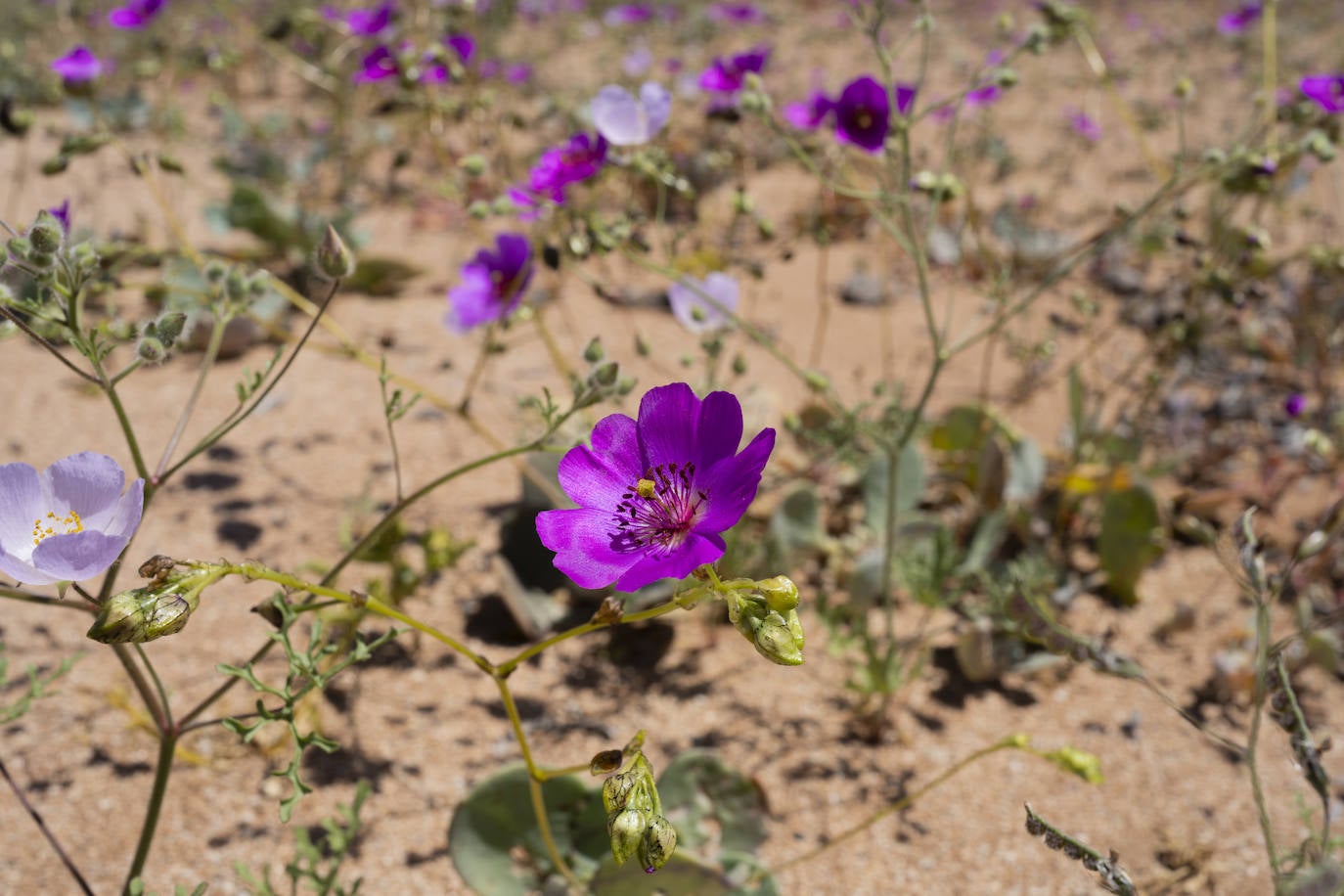 Fotos: Flores en el desierto