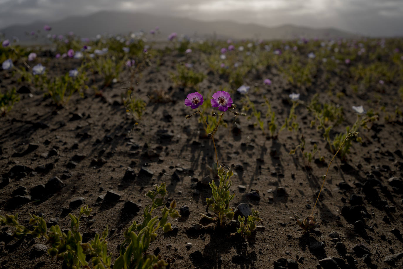 Fotos: Flores en el desierto