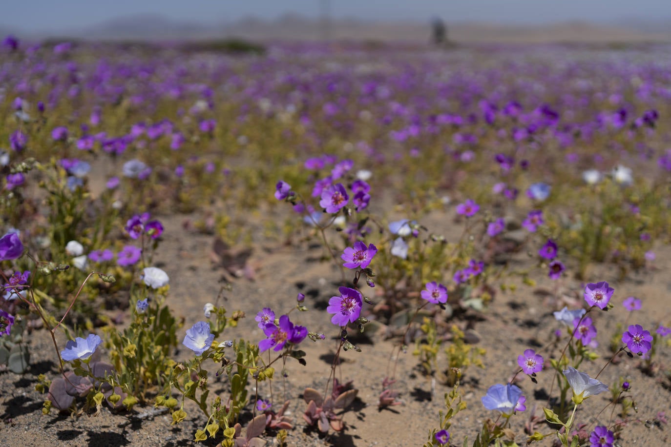 Fotos: Flores en el desierto