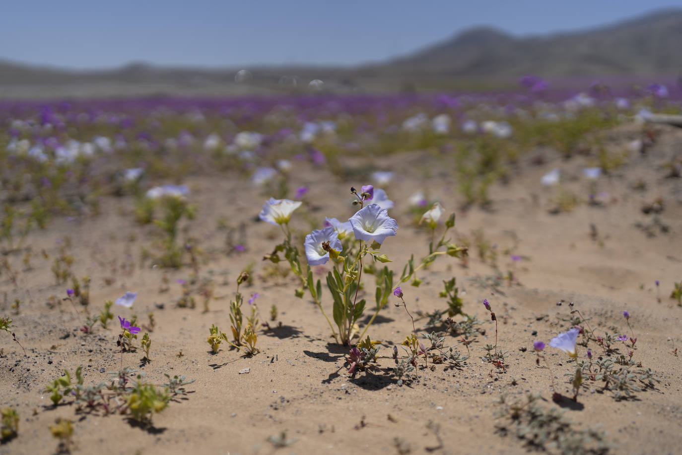 Fotos: Flores en el desierto