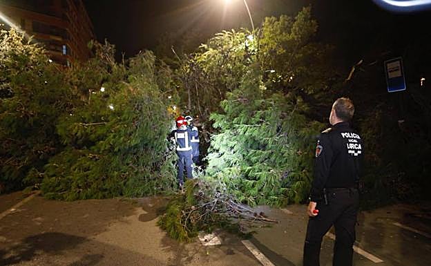 Bomberos acuden a retirar el árbol.