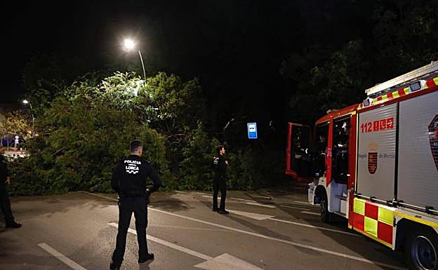 Bomberos acuden a retirar el árbol.