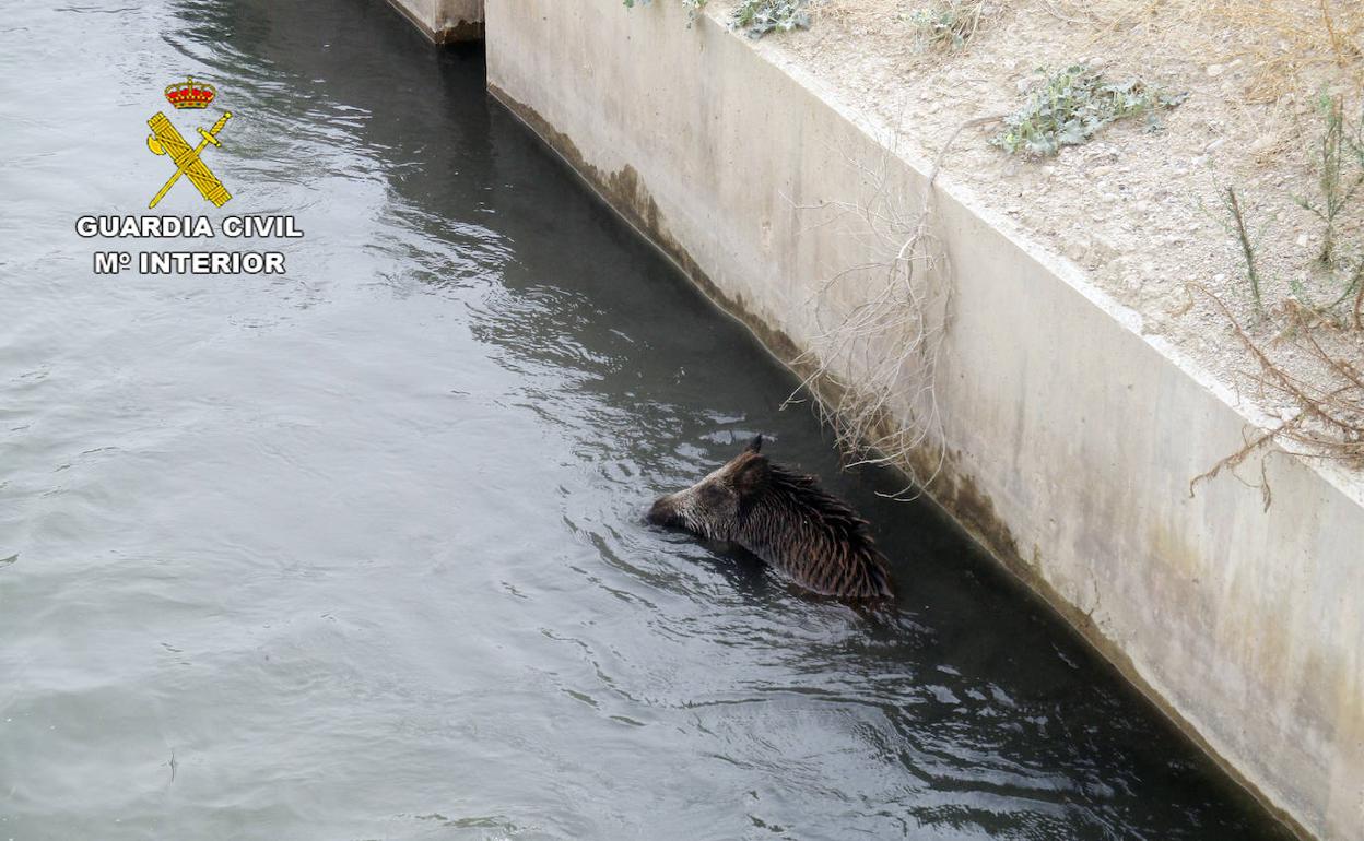 Imagen del animal atrapado en el canal.