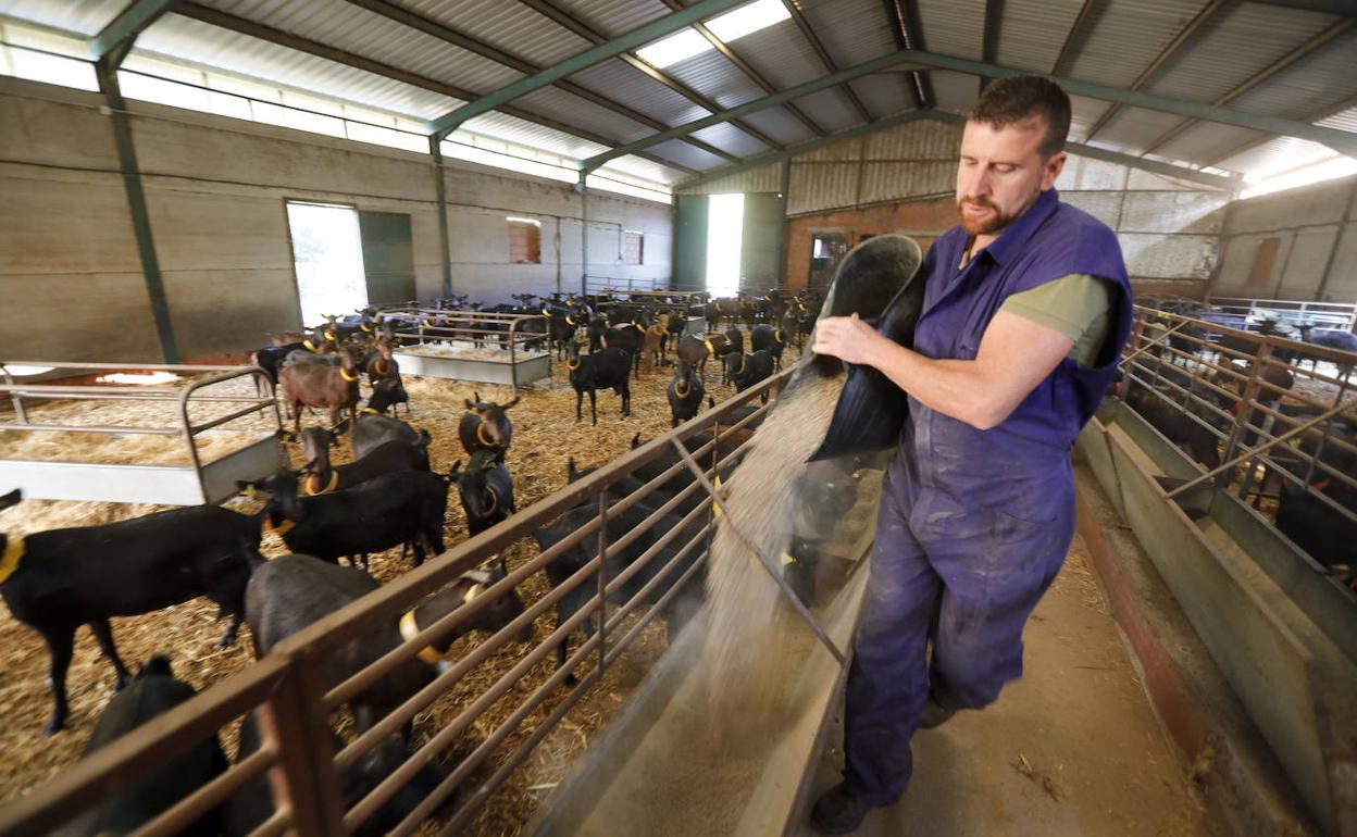 Un ganadero alimenta a decenas de cabras, en una imagen de archivo. 
