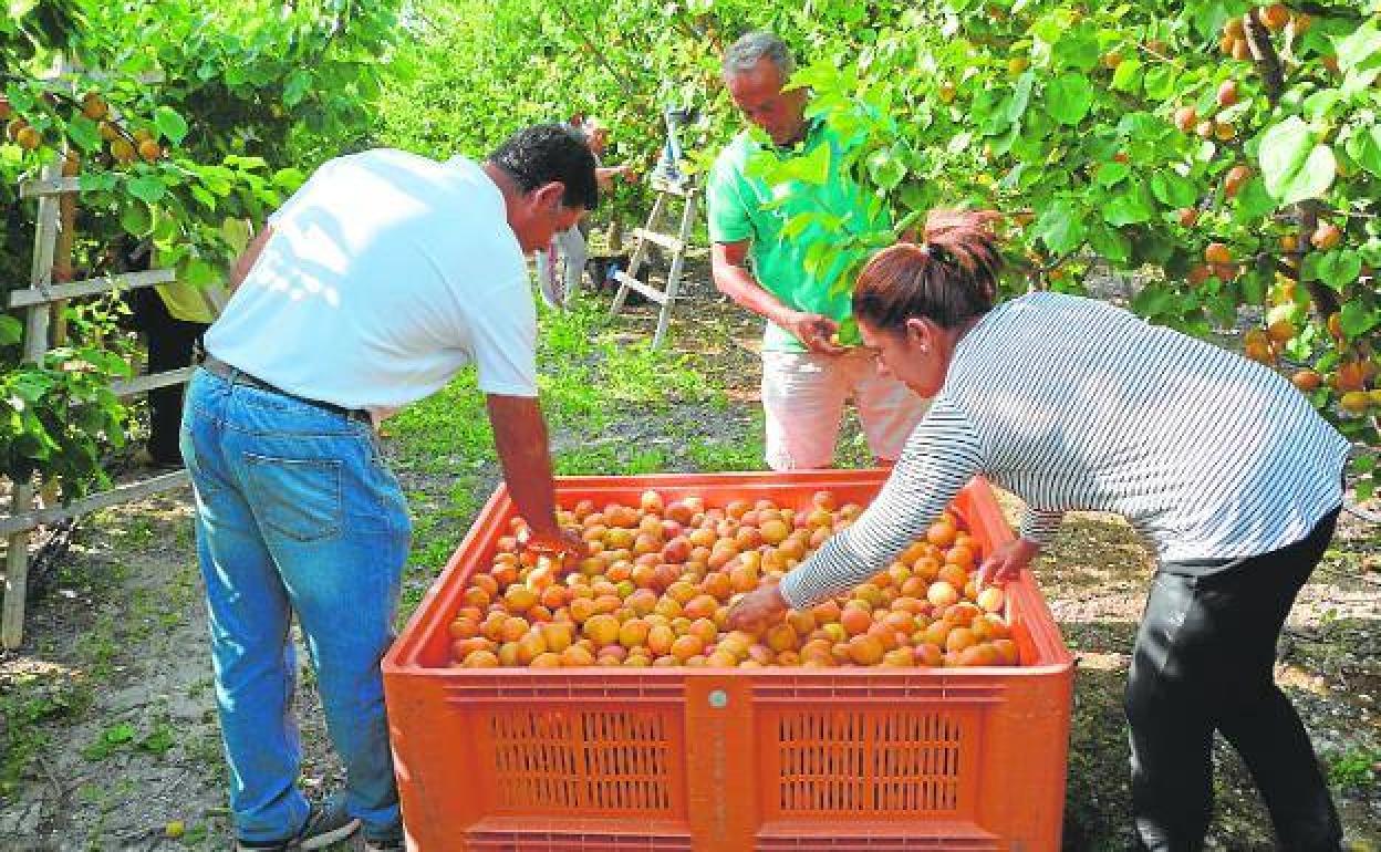 Agricultores en una finca de Cieza, en una imagen de archivo.
