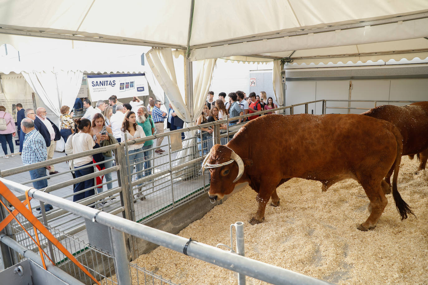 Fotos: Inauguración de la feria ganadera y agroalimentaria Sepor en Lorca