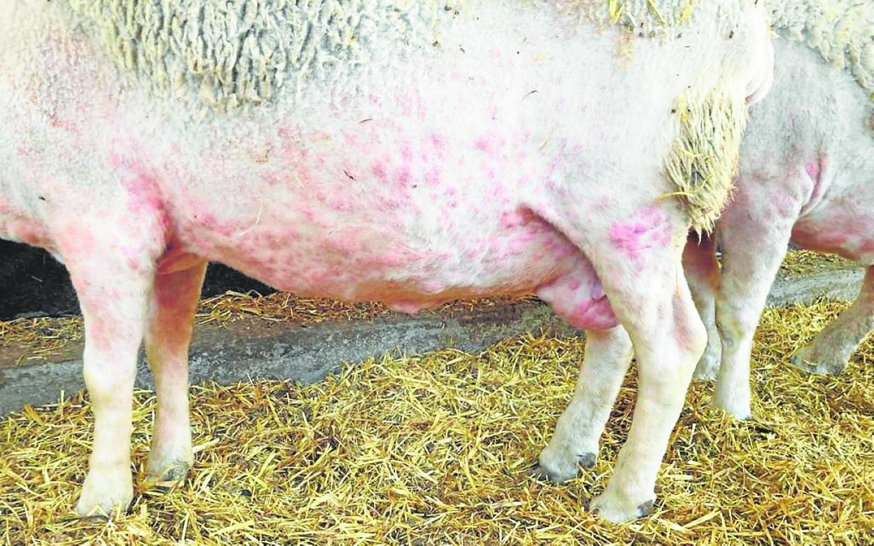 Lesiones producidas por la viruela ovina en una oveja de la cabaña manchega infectada. 