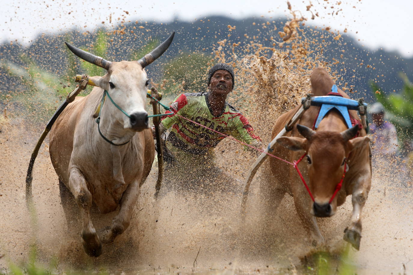 Fotos: Carrera de vacas Pacu Jawi