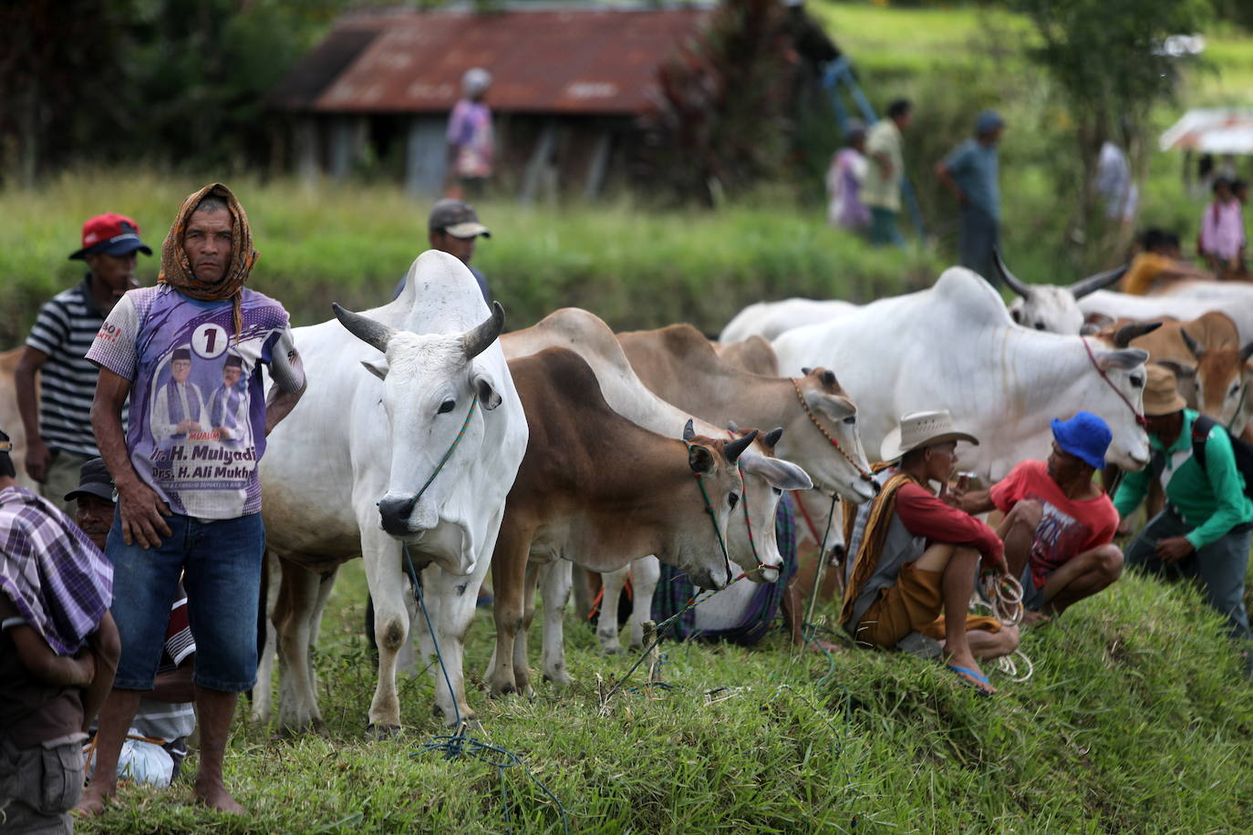 Fotos: Carrera de vacas Pacu Jawi