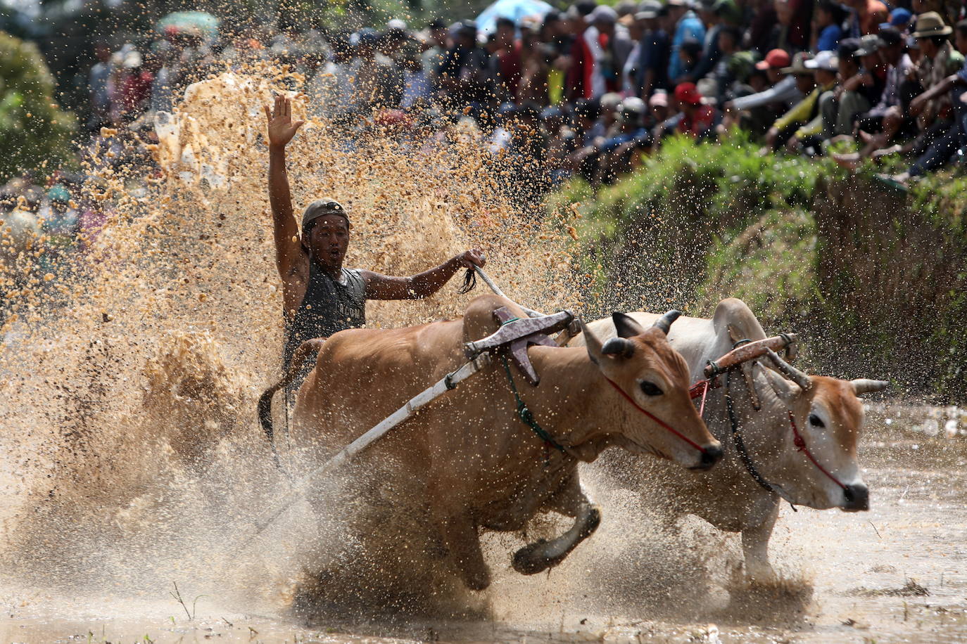 Fotos: Carrera de vacas Pacu Jawi