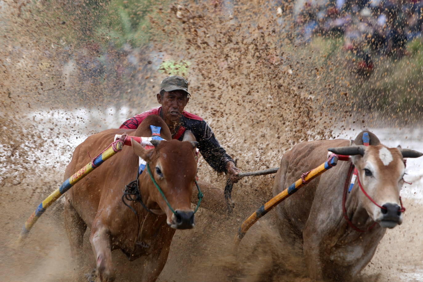 Fotos: Carrera de vacas Pacu Jawi