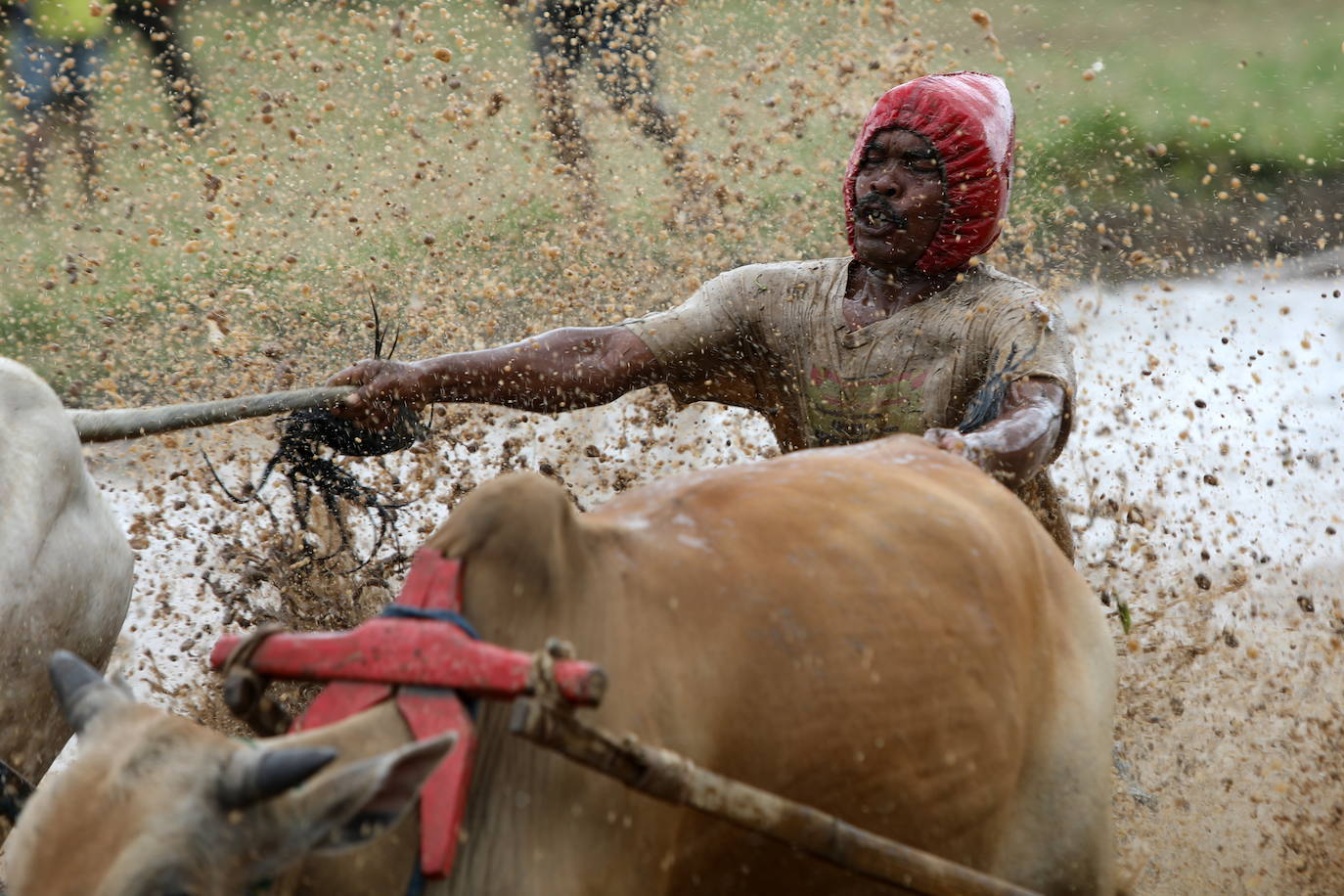 Fotos: Carrera de vacas Pacu Jawi