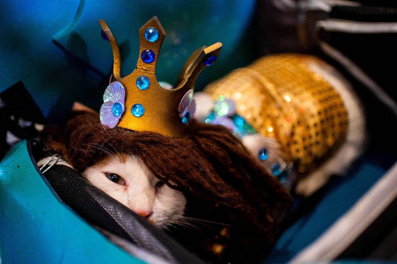 Fotos: Halloween para mascotas